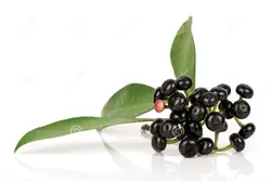 بذر آردیسیا والیچ <br> تعداد 1 عدد بذر <br> Wallich's Coralberry <br><i><b> Ardisia polycephala </i> Seeds </b>