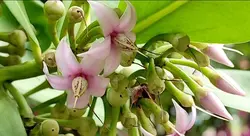 بذر آردیسیا والیچ <br> تعداد 1 عدد بذر <br> Wallich's Coralberry <br><i><b> Ardisia polycephala </i> Seeds </b>