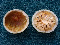 بذر بائل <br> (مرکبات پنبه ای) <br> بسته 5 عددی <br> Bael Fruit <br><i><b> Aegle marmelos </i> Seeds </b>