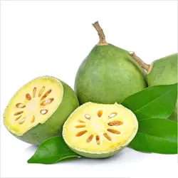 بذر بائل <br> (مرکبات پنبه ای) <br> بسته 5 عددی <br> Bael Fruit <br><i><b> Aegle marmelos </i> Seeds </b>