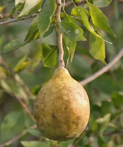 بذر بائل <br> (مرکبات پنبه ای) <br> بسته 5 عددی <br> Bael Fruit <br><i><b> Aegle marmelos </i> Seeds </b>