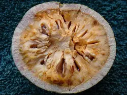 بذر بائل <br> (مرکبات پنبه ای) <br> بسته 5 عددی <br> Bael Fruit <br><i><b> Aegle marmelos </i> Seeds </b>