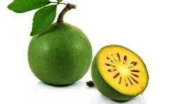 بذر بائل <br> (مرکبات پنبه ای) <br> بسته 5 عددی <br> Bael Fruit <br><i><b> Aegle marmelos </i> Seeds </b>