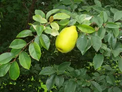 بذر به چینی ترش <br> بسته 5 عددی  <br> Chinese Quince <br><i><b> Pseudocydonia sinensis </i> Seeds </b>