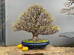 بذر به چینی ترش <br> بسته 5 عددی  <br> Chinese Quince <br><i><b> Pseudocydonia sinensis </i> Seeds </b>