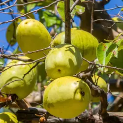بذر به چینی ترش <br> بسته 5 عددی  <br> Chinese Quince <br><i><b> Pseudocydonia sinensis </i> Seeds </b>