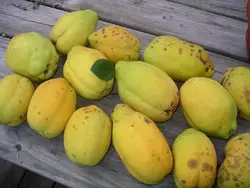 بذر به چینی ترش <br> بسته 5 عددی  <br> Chinese Quince <br><i><b> Pseudocydonia sinensis </i> Seeds </b>