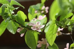 بذر به چینی ترش <br> بسته 5 عددی  <br> Chinese Quince <br><i><b> Pseudocydonia sinensis </i> Seeds </b>