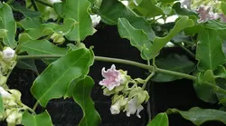 بذر پیچک یاس شاپرک <br> بسته 5 عددی <br> Moth Vine <br><i><b> Araujia sericifera </i> Seeds </b>