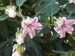 بذر پیچک یاس شاپرک <br> بسته 5 عددی <br> Moth Vine <br><i><b> Araujia sericifera </i> Seeds </b>