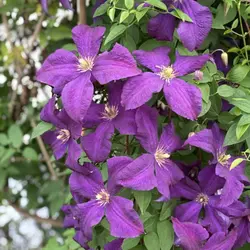 بذر پیچک کلماتیس بنفش <br> بسته 5 عددی  <br>  Clematis 'Jackmanii' <br><i><b> Clematis Jackmanii </i> Seeds </b>