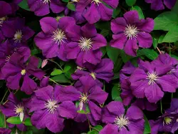 بذر پیچک کلماتیس بنفش <br> بسته 5 عددی  <br>  Clematis 'Jackmanii' <br><i><b> Clematis Jackmanii </i> Seeds </b>