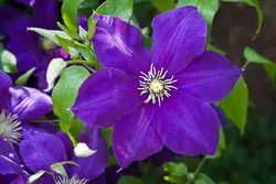 بذر پیچک کلماتیس بنفش <br> بسته 5 عددی  <br>  Clematis 'Jackmanii' <br><i><b> Clematis Jackmanii </i> Seeds </b>