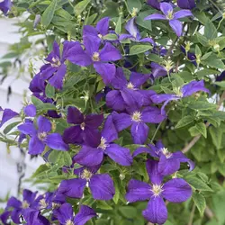 بذر پیچک کلماتیس بنفش <br> بسته 5 عددی  <br>  Clematis 'Jackmanii' <br><i><b> Clematis Jackmanii </i> Seeds </b>