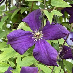 بذر پیچک کلماتیس بنفش <br> بسته 5 عددی  <br>  Clematis 'Jackmanii' <br><i><b> Clematis Jackmanii </i> Seeds </b>