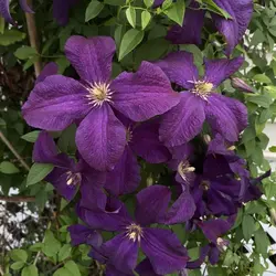 بذر پیچک کلماتیس بنفش <br> بسته 5 عددی  <br>  Clematis 'Jackmanii' <br><i><b> Clematis Jackmanii </i> Seeds </b>