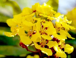 بذر پیچک ارکیده زرد <br> تعداد یک عدد بذر <br> Yellow Orchid Vine <br><i><b> Callaeum macropterum </i> Seeds </b>