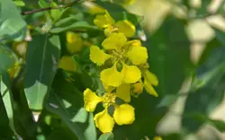 بذر پیچک ارکیده زرد <br> تعداد یک عدد بذر <br> Yellow Orchid Vine <br><i><b> Callaeum macropterum </i> Seeds </b>