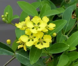 بذر پیچک ارکیده زرد <br> تعداد یک عدد بذر <br> Yellow Orchid Vine <br><i><b> Callaeum macropterum </i> Seeds </b>