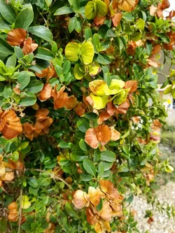 بذر پیچک ارکیده زرد <br> تعداد یک عدد بذر <br> Yellow Orchid Vine <br><i><b> Callaeum macropterum </i> Seeds </b>