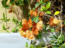 بذر پیچک ارکیده زرد <br> تعداد یک عدد بذر <br> Yellow Orchid Vine <br><i><b> Callaeum macropterum </i> Seeds </b>