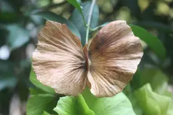 بذر پیچک ارکیده زرد <br> تعداد یک عدد بذر <br> Yellow Orchid Vine <br><i><b> Callaeum macropterum </i> Seeds </b>