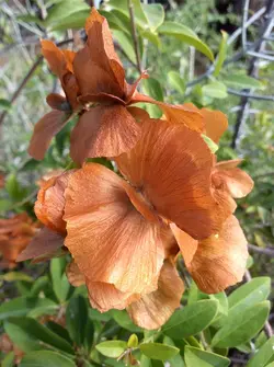 بذر پیچک ارکیده زرد <br> تعداد یک عدد بذر <br> Yellow Orchid Vine <br><i><b> Callaeum macropterum </i> Seeds </b>