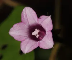 بذر پیچک نیلوفر زنگوله کوچک <br> بسته یک عددی  <br> Littlebell Morning Glory <br><i><b> Ipomoea triloba </i> Seeds </b>