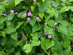 بذر پیچک نیلوفر زنگوله کوچک <br> بسته یک عددی  <br> Littlebell Morning Glory <br><i><b> Ipomoea triloba </i> Seeds </b>