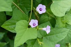بذر پیچک نیلوفر زنگوله کوچک <br> بسته یک عددی  <br> Littlebell Morning Glory <br><i><b> Ipomoea triloba </i> Seeds </b>
