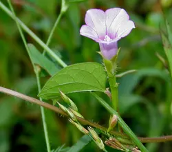 بذر پیچک نیلوفر زنگوله کوچک <br> بسته یک عددی  <br> Littlebell Morning Glory <br><i><b> Ipomoea triloba </i> Seeds </b>