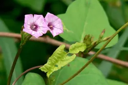 بذر پیچک نیلوفر زنگوله کوچک <br> بسته یک عددی  <br> Littlebell Morning Glory <br><i><b> Ipomoea triloba </i> Seeds </b>