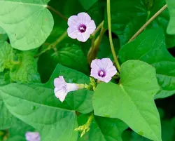 بذر پیچک نیلوفر زنگوله کوچک <br> بسته یک عددی  <br> Littlebell Morning Glory <br><i><b> Ipomoea triloba </i> Seeds </b>