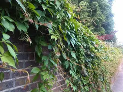 بذر پیچک ویرجینیا <br> تعداد 5 عدد بذر <br> Virginia creeper <br><i><b> Parthenocissus quinquefolia </i> Seeds </b>