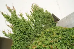 بذر پیچک ویرجینیا <br> تعداد 5 عدد بذر <br> Virginia creeper <br><i><b> Parthenocissus quinquefolia </i> Seeds </b>