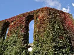 بذر پیچک ویرجینیا <br> تعداد 5 عدد بذر <br> Virginia creeper <br><i><b> Parthenocissus quinquefolia </i> Seeds </b>
