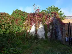 بذر پیچک ویرجینیا <br> تعداد 5 عدد بذر <br> Virginia creeper <br><i><b> Parthenocissus quinquefolia </i> Seeds </b>