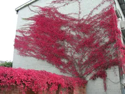 بذر پیچک ویرجینیا <br> تعداد 5 عدد بذر <br> Virginia creeper <br><i><b> Parthenocissus quinquefolia </i> Seeds </b>