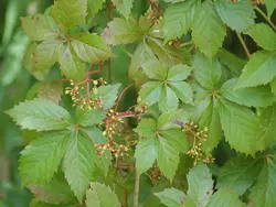 بذر پیچک ویرجینیا <br> تعداد 5 عدد بذر <br> Virginia creeper <br><i><b> Parthenocissus quinquefolia </i> Seeds </b>