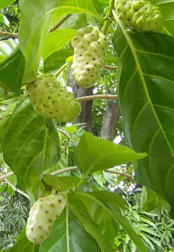 بذر توت هندی نونی <br> بسته 5 عددی <br> Indian Mulberry Noni <br><i><b> Morinda citrifolia </i> Seeds </b>