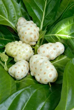 بذر توت هندی نونی <br> بسته 5 عددی <br> Indian Mulberry Noni <br><i><b> Morinda citrifolia </i> Seeds </b>