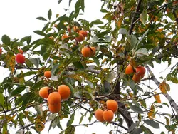 بذر خرمالو ژاپنی <br> بسته یک عددی <br> Japanese Persimmon <br><i><b> Diospyros kaki </i> Seeds </b>