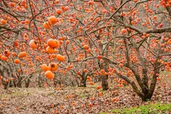 بذر خرمالو ژاپنی <br> بسته یک عددی <br> Japanese Persimmon <br><i><b> Diospyros kaki </i> Seeds </b>