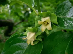 بذر خرمالو ژاپنی <br> بسته یک عددی <br> Japanese Persimmon <br><i><b> Diospyros kaki </i> Seeds </b>