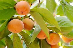 بذر خرمالو ژاپنی <br> بسته یک عددی <br> Japanese Persimmon <br><i><b> Diospyros kaki </i> Seeds </b>