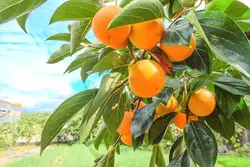 بذر خرمالو ژاپنی <br> بسته یک عددی <br> Japanese Persimmon <br><i><b> Diospyros kaki </i> Seeds </b>
