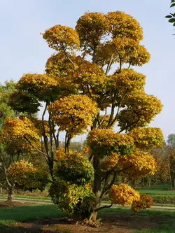 بذر درخت انجیلی <br> بسته 10 عددی <br> Persian Ironwood <br><i><b> Parrotia persica </i> Seeds </b>