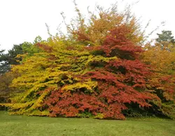 بذر درخت انجیلی <br> بسته 10 عددی <br> Persian Ironwood <br><i><b> Parrotia persica </i> Seeds </b>