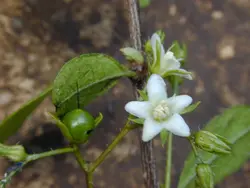 بذر دمنوش فیوکین <br> تعداد یک عدد بذر <br> Fukien Tea <br><i><b> Ehretia microphylla </i> Seeds </b>