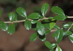 بذر دمنوش فیوکین <br> تعداد یک عدد بذر <br> Fukien Tea <br><i><b> Ehretia microphylla </i> Seeds </b>